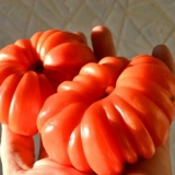 Japanski rakovi paradajz: recenzije, fotografije, prinos